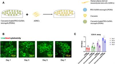 Dual role of injectable curcumin-loaded microgels for efficient repair of osteoarthritic cartilage injury